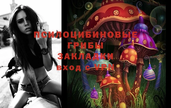 сатива Новозыбков